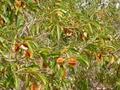 Растительные оздоровительные чаи. Кинкелиба. Западная Африка